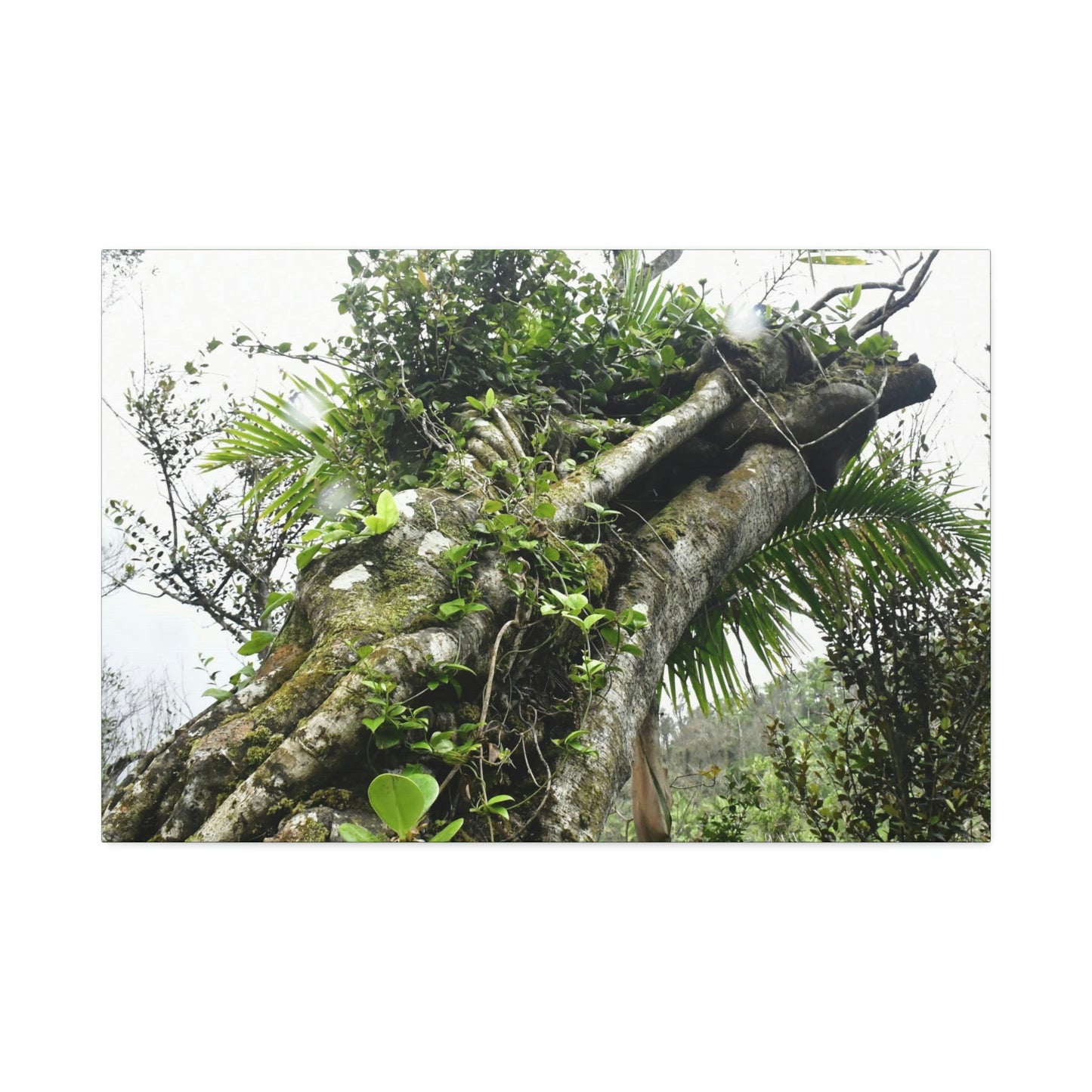 Canvas Stretched - Forest@Home - El Yunque - Recovering from Hurricane Maria - Color mod enhances Tree jumble common in EYNF - Tradewinds - Green Forest Home