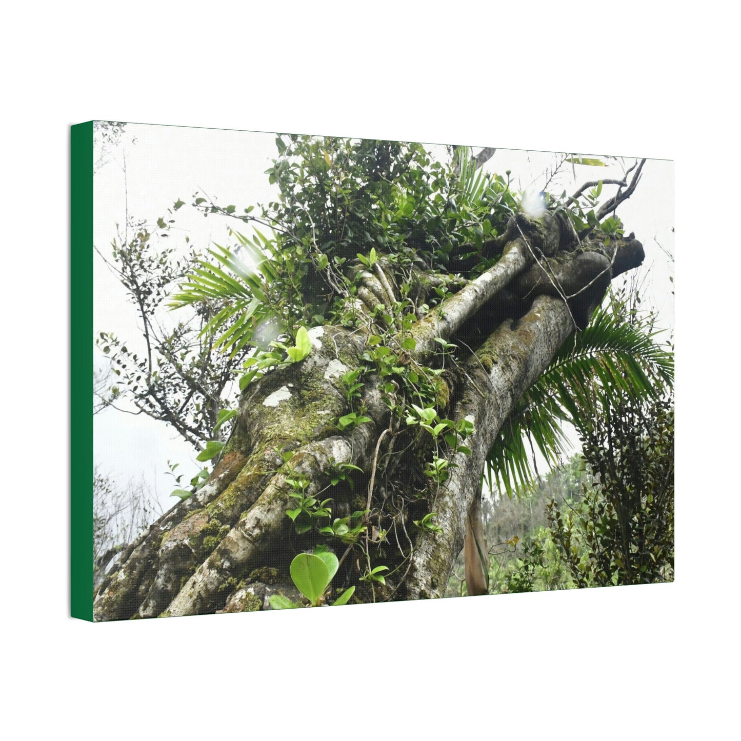 Canvas Stretched - Forest@Home - El Yunque - Recovering from Hurricane Maria - Color mod enhances Tree jumble common in EYNF - Tradewinds - Green Forest Home
