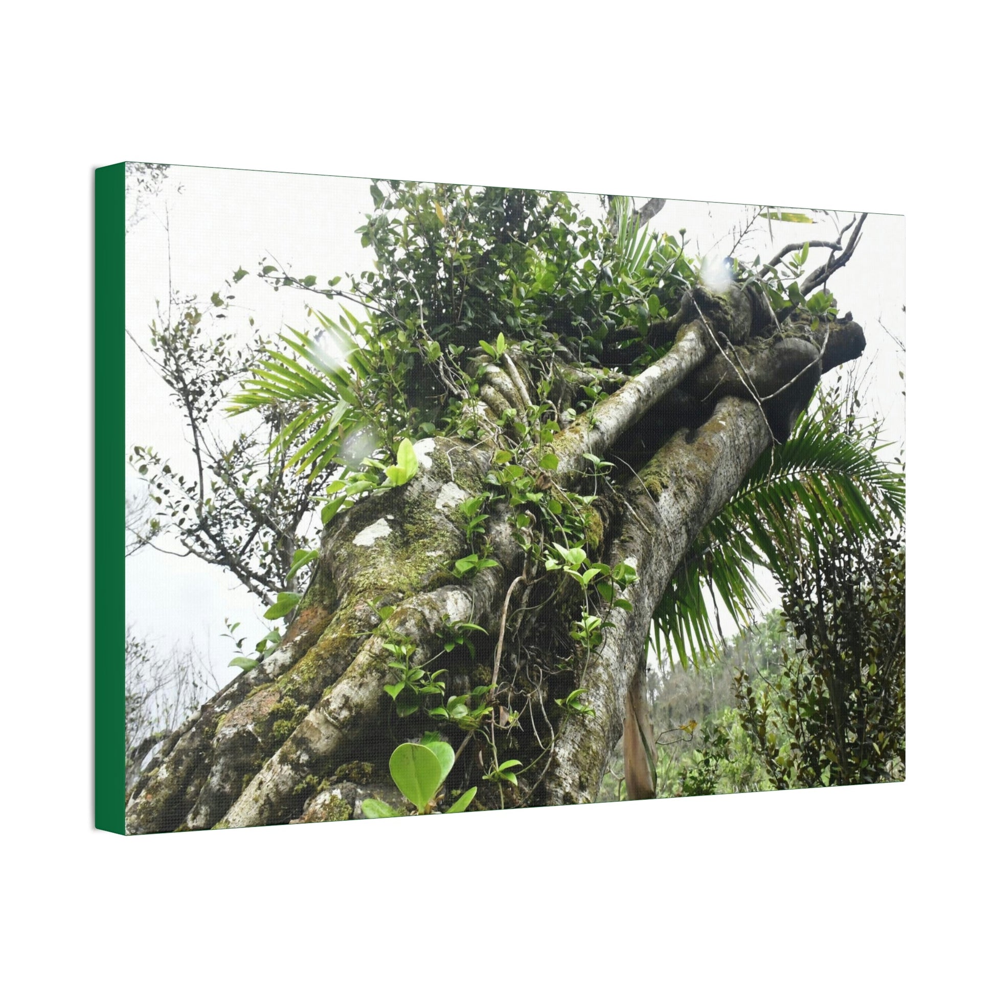 Canvas Stretched - Forest@Home - El Yunque - Recovering from Hurricane Maria - Color mod enhances Tree jumble common in EYNF - Tradewinds - Green Forest Home