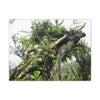 Canvas Stretched - Forest@Home - El Yunque - Recovering from Hurricane Maria - Color mod enhances Tree jumble common in EYNF - Tradewinds - Green Forest Home