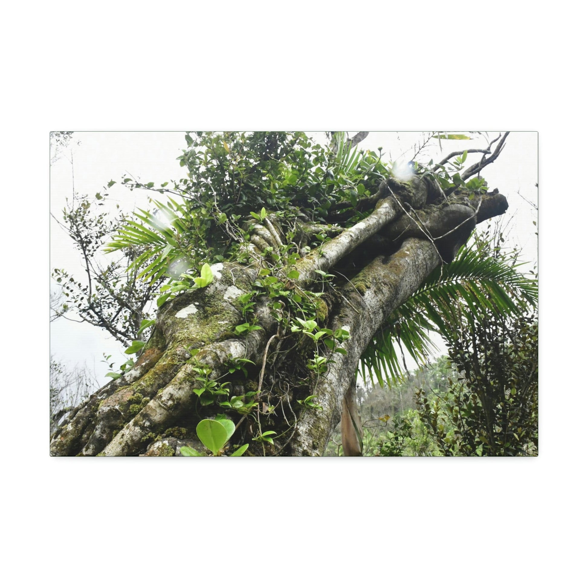Canvas Stretched - Forest@Home - El Yunque - Recovering from Hurricane Maria - Color mod enhances Tree jumble common in EYNF - Tradewinds - Green Forest Home