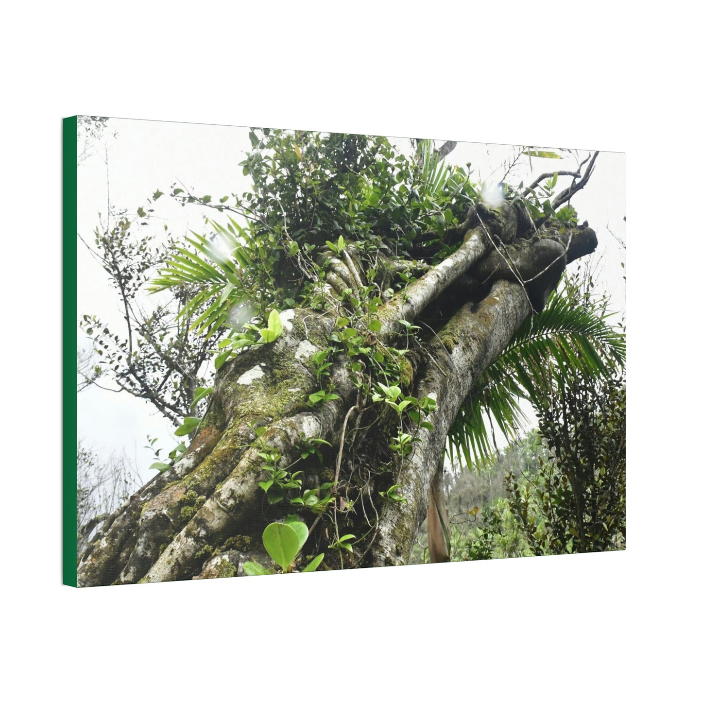 Canvas Stretched - Forest@Home - El Yunque - Recovering from Hurricane Maria - Color mod enhances Tree jumble common in EYNF - Tradewinds - Green Forest Home