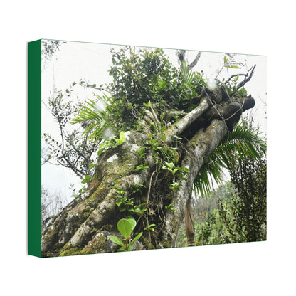 Canvas Stretched - Forest@Home - El Yunque - Recovering from Hurricane Maria - Color mod enhances Tree jumble common in EYNF - Tradewinds - Green Forest Home