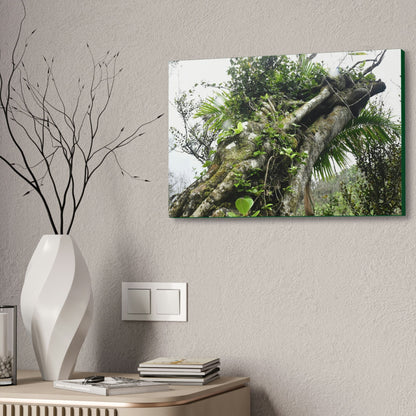 Canvas Stretched - Forest@Home - El Yunque - Recovering from Hurricane Maria - Color mod enhances Tree jumble common in EYNF - Tradewinds - Green Forest Home