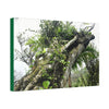 Canvas Stretched - Forest@Home - El Yunque - Recovering from Hurricane Maria - Color mod enhances Tree jumble common in EYNF - Tradewinds - Green Forest Home