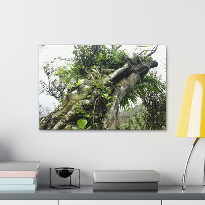 Canvas Stretched - Forest@Home - El Yunque - Recovering from Hurricane Maria - Color mod enhances Tree jumble common in EYNF - Tradewinds - Green Forest Home