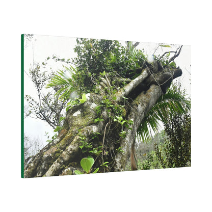 Canvas Stretched - Forest@Home - El Yunque - Recovering from Hurricane Maria - Color mod enhances Tree jumble common in EYNF - Tradewinds - Green Forest Home