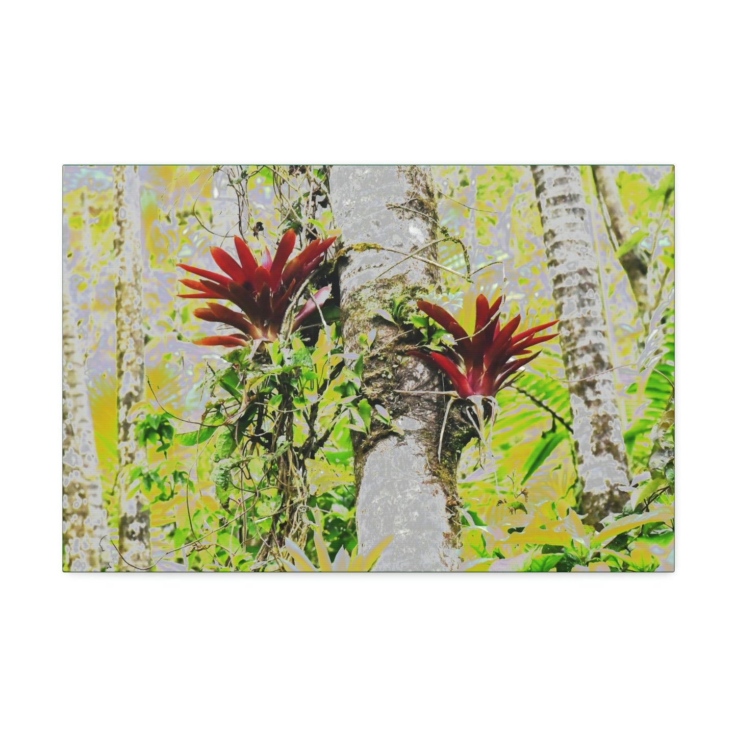 Canvas Stretched - Forest@Home - El Yunque - Recovering from Hurricane Maria - Color modified Red Bromeliads in a Sierra Palm forest - Green Forest Home