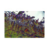 Canvas Stretched - Forest@Home - El Yunque - Recovering from Hurricane Maria - Color modified view of the Sierra Palm forest - Green Forest Home