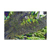 Canvas Stretched - Forest@Home - El Yunque - Recovering from Hurricane Maria - Color modified view of trunk reveals hidden details - Green Forest Home