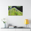 Canvas Stretched - Forest@Home - El Yunque - Recovering from Hurricane Maria - Dramatic view of Mt Britton color modified - Green Forest Home