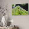 Canvas Stretched - Forest@Home - El Yunque - Recovering from Hurricane Maria - Dramatic view of Mt Britton color modified - Green Forest Home
