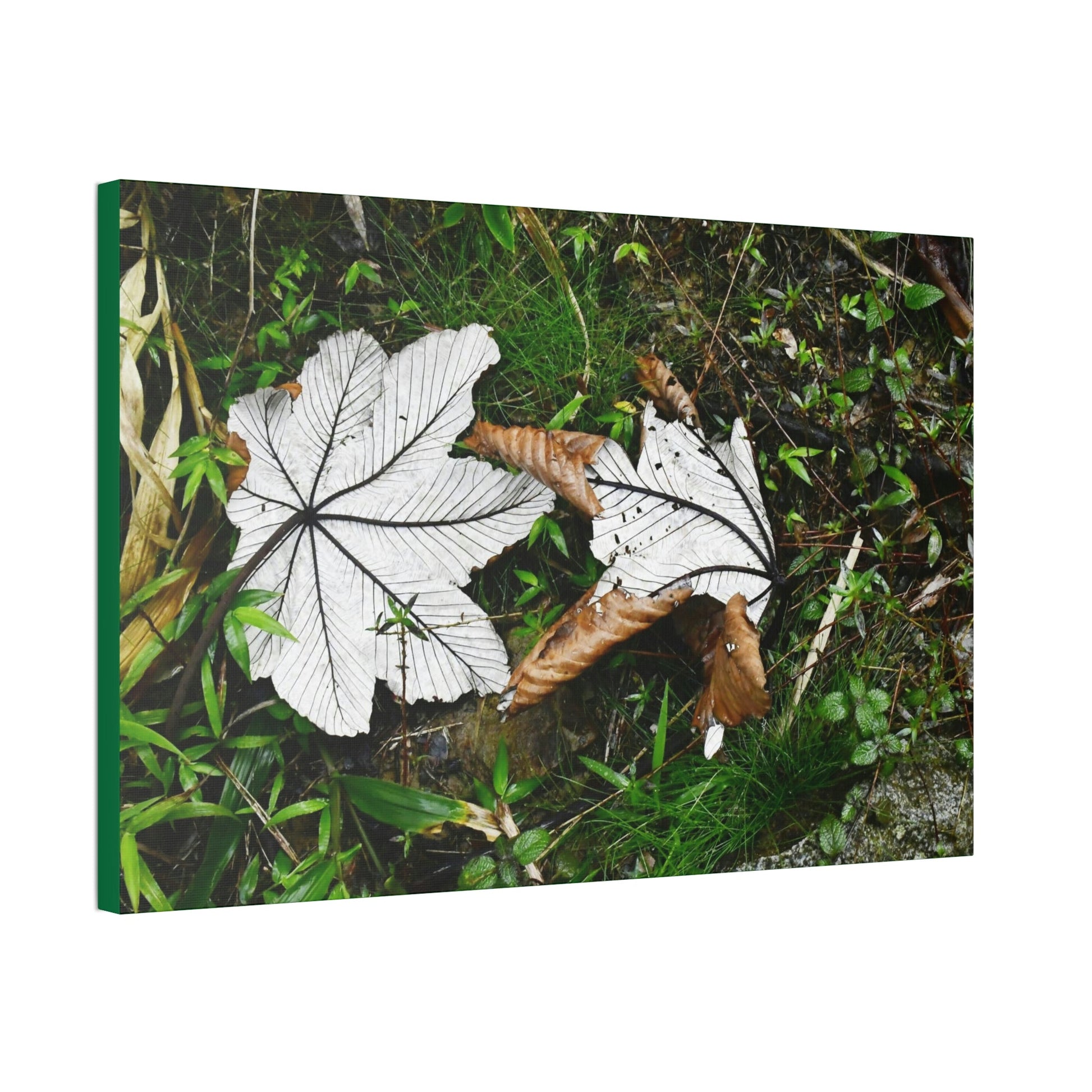 Canvas Stretched - Forest@Home - El Yunque - Recovering from Hurricane Maria - Fallen pair of Yagrumo leafs - Tradewinds - Green Forest Home