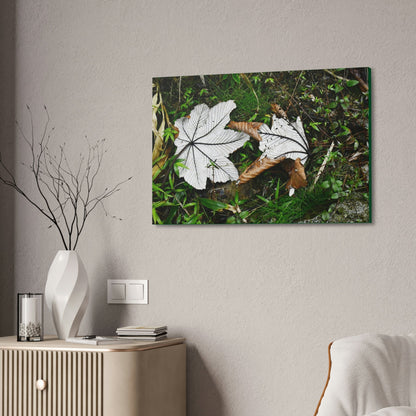 Canvas Stretched - Forest@Home - El Yunque - Recovering from Hurricane Maria - Fallen pair of Yagrumo leafs - Tradewinds - Green Forest Home