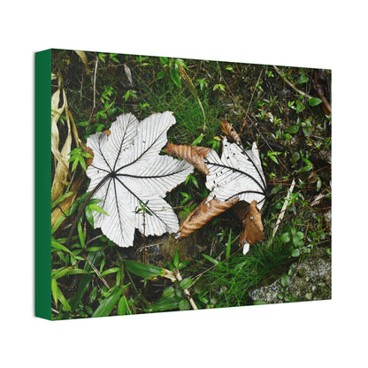 Canvas Stretched - Forest@Home - El Yunque - Recovering from Hurricane Maria - Fallen pair of Yagrumo leafs - Tradewinds - Green Forest Home