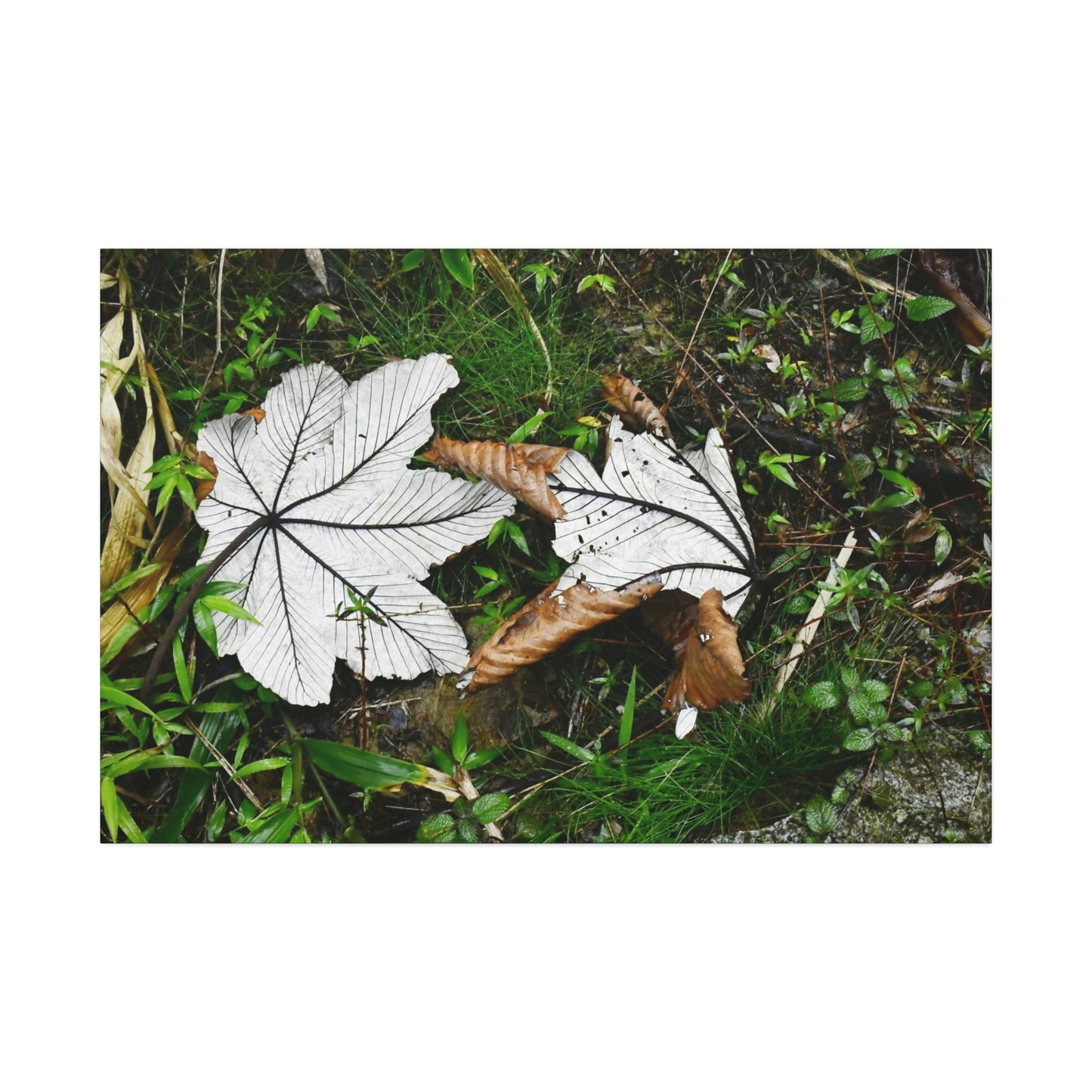 Canvas Stretched - Forest@Home - El Yunque - Recovering from Hurricane Maria - Fallen pair of Yagrumo leafs - Tradewinds - Green Forest Home
