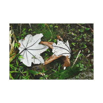 Canvas Stretched - Forest@Home - El Yunque - Recovering from Hurricane Maria - Fallen pair of Yagrumo leafs - Tradewinds - Green Forest Home