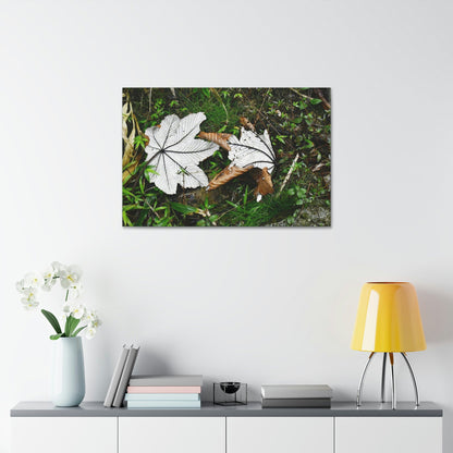 Canvas Stretched - Forest@Home - El Yunque - Recovering from Hurricane Maria - Fallen pair of Yagrumo leafs - Tradewinds - Green Forest Home