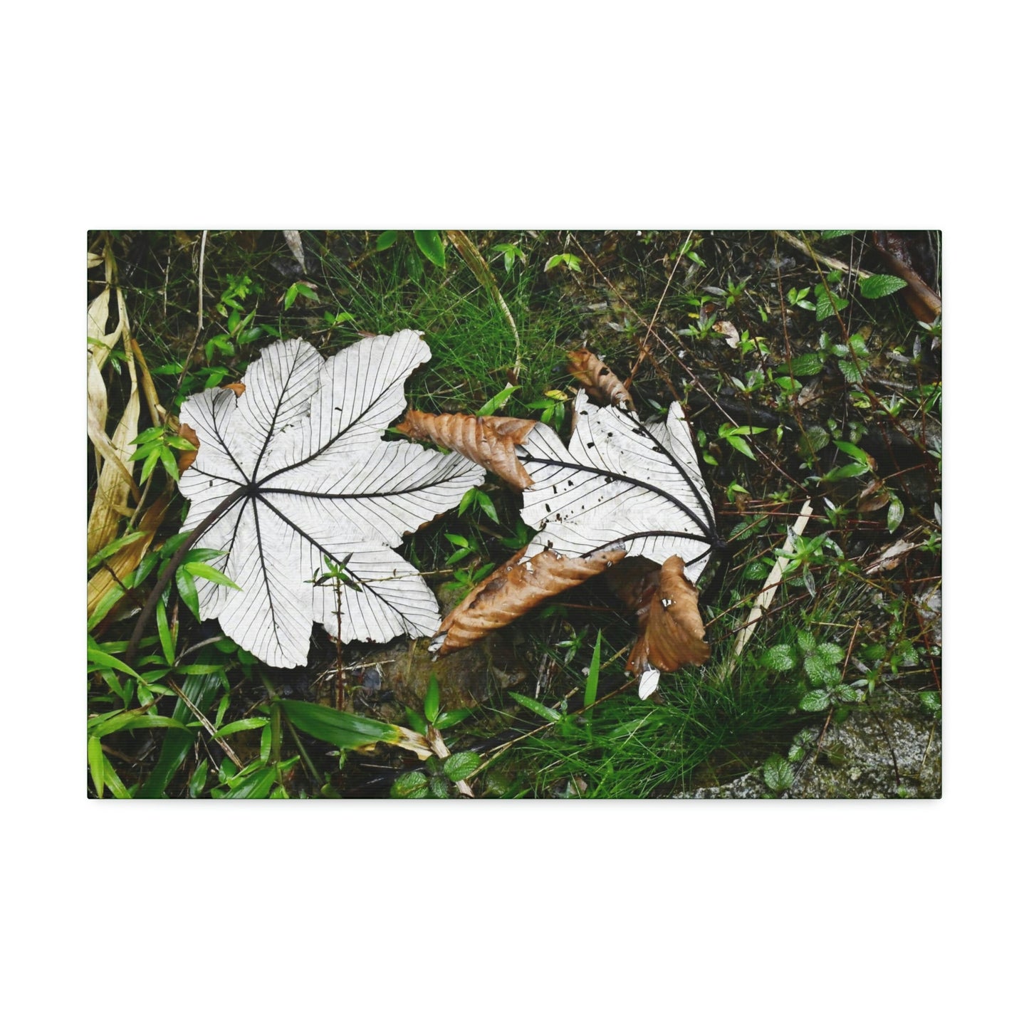 Canvas Stretched - Forest@Home - El Yunque - Recovering from Hurricane Maria - Fallen pair of Yagrumo leafs - Tradewinds - Green Forest Home
