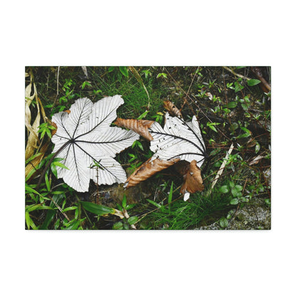 Canvas Stretched - Forest@Home - El Yunque - Recovering from Hurricane Maria - Fallen pair of Yagrumo leafs - Tradewinds - Green Forest Home