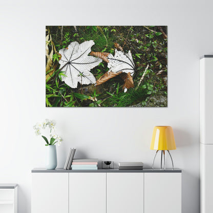 Canvas Stretched - Forest@Home - El Yunque - Recovering from Hurricane Maria - Fallen pair of Yagrumo leafs - Tradewinds - Green Forest Home