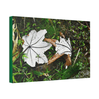 Canvas Stretched - Forest@Home - El Yunque - Recovering from Hurricane Maria - Fallen pair of Yagrumo leafs - Tradewinds - Green Forest Home