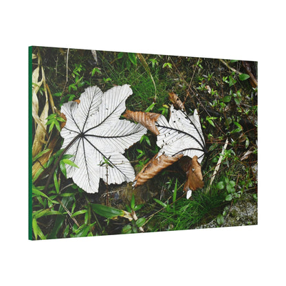 Canvas Stretched - Forest@Home - El Yunque - Recovering from Hurricane Maria - Fallen pair of Yagrumo leafs - Tradewinds - Green Forest Home