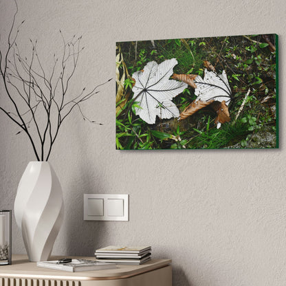 Canvas Stretched - Forest@Home - El Yunque - Recovering from Hurricane Maria - Fallen pair of Yagrumo leafs - Tradewinds - Green Forest Home