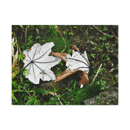 Canvas Stretched - Forest@Home - El Yunque - Recovering from Hurricane Maria - Fallen pair of Yagrumo leafs - Tradewinds - Green Forest Home