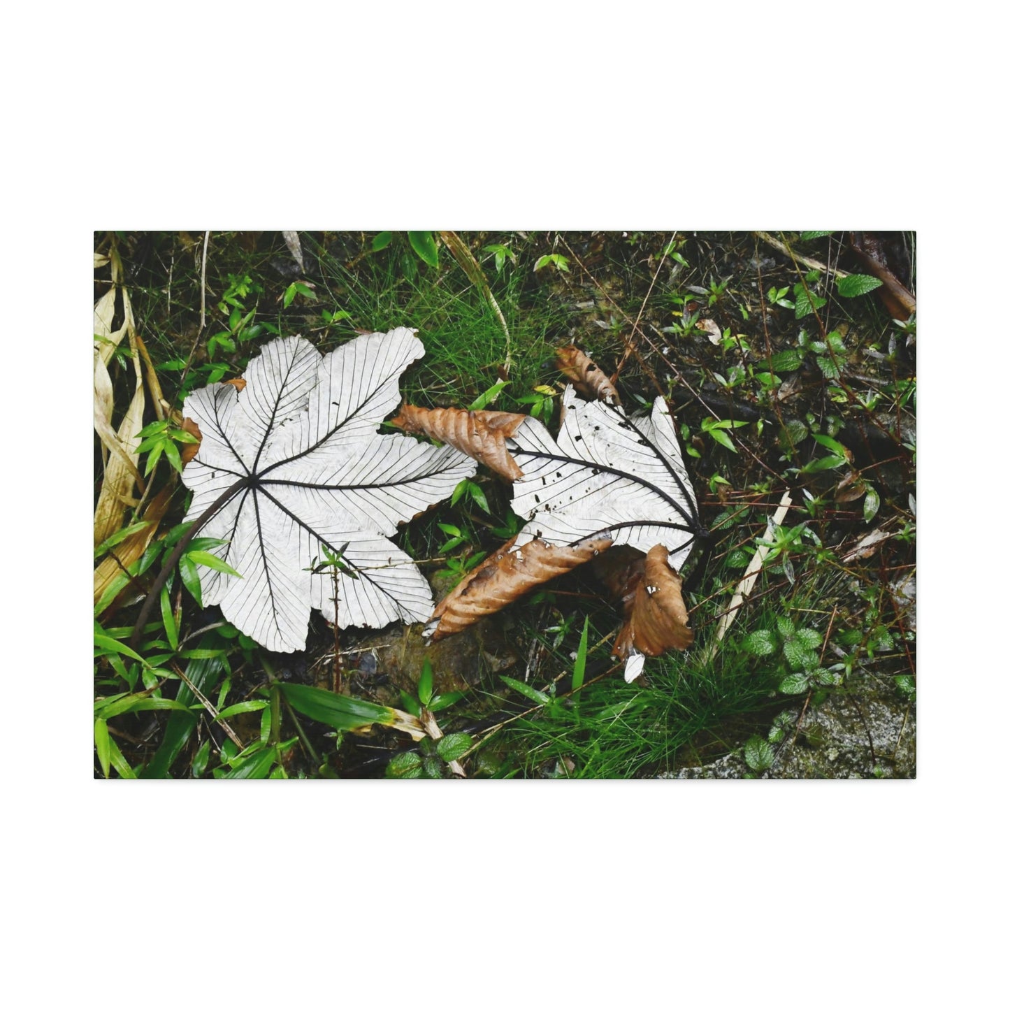 Canvas Stretched - Forest@Home - El Yunque - Recovering from Hurricane Maria - Fallen pair of Yagrumo leafs - Tradewinds - Green Forest Home