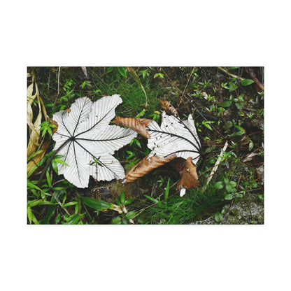 Canvas Stretched - Forest@Home - El Yunque - Recovering from Hurricane Maria - Fallen pair of Yagrumo leafs - Tradewinds - Green Forest Home