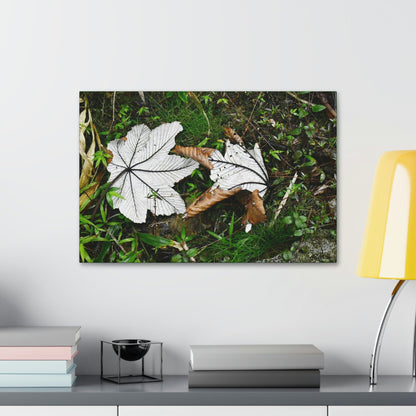 Canvas Stretched - Forest@Home - El Yunque - Recovering from Hurricane Maria - Fallen pair of Yagrumo leafs - Tradewinds - Green Forest Home