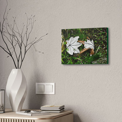 Canvas Stretched - Forest@Home - El Yunque - Recovering from Hurricane Maria - Fallen pair of Yagrumo leafs - Tradewinds - Green Forest Home