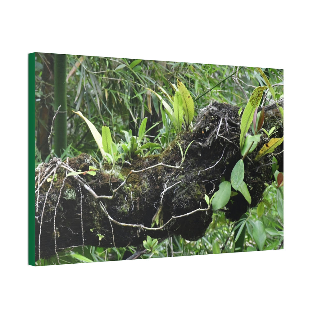 Canvas Stretched - Forest@Home - El Yunque - Recovering from Hurricane Maria - Fallen trunk is home to many plants - Green Forest Home