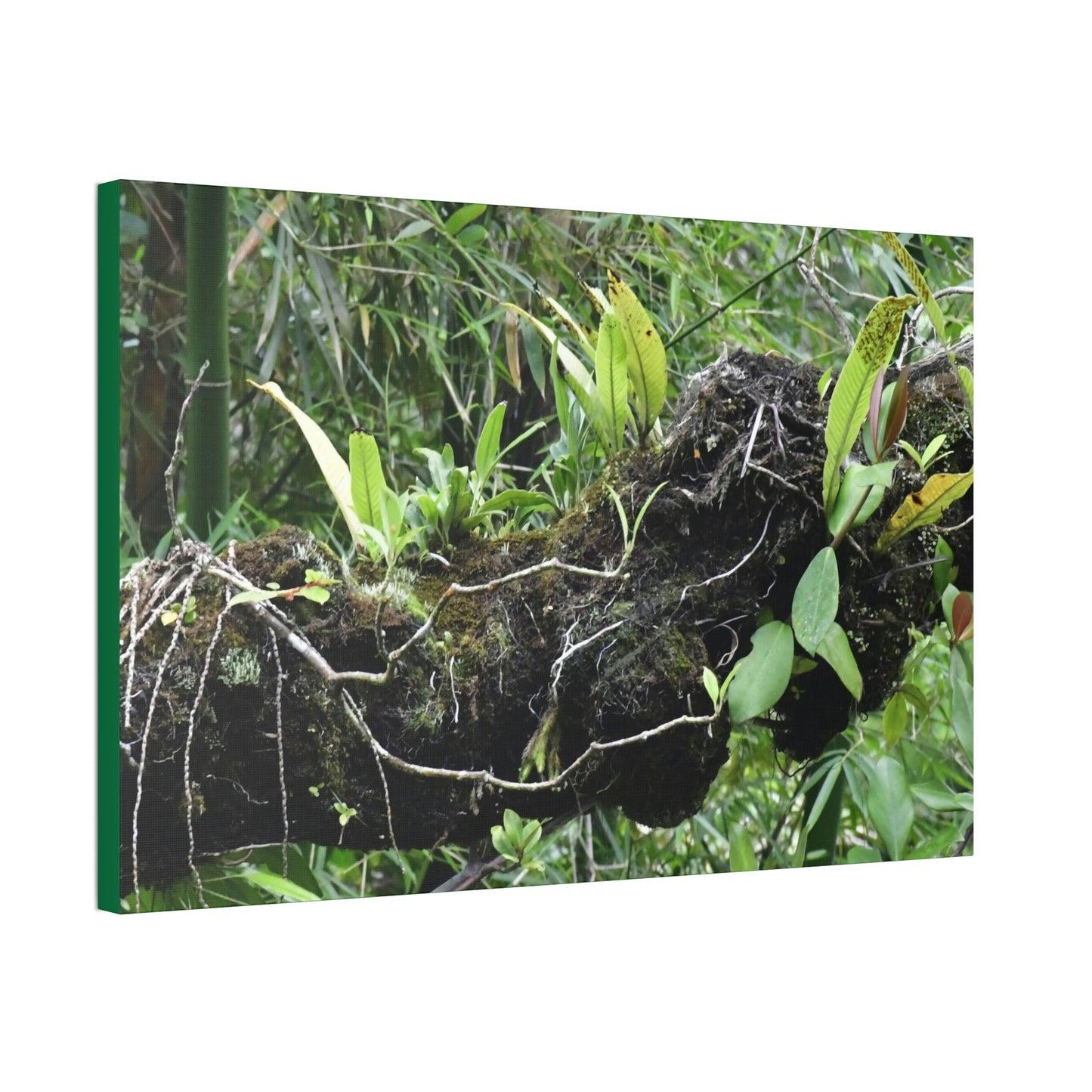 Canvas Stretched - Forest@Home - El Yunque - Recovering from Hurricane Maria - Fallen trunk is home to many plants - Green Forest Home
