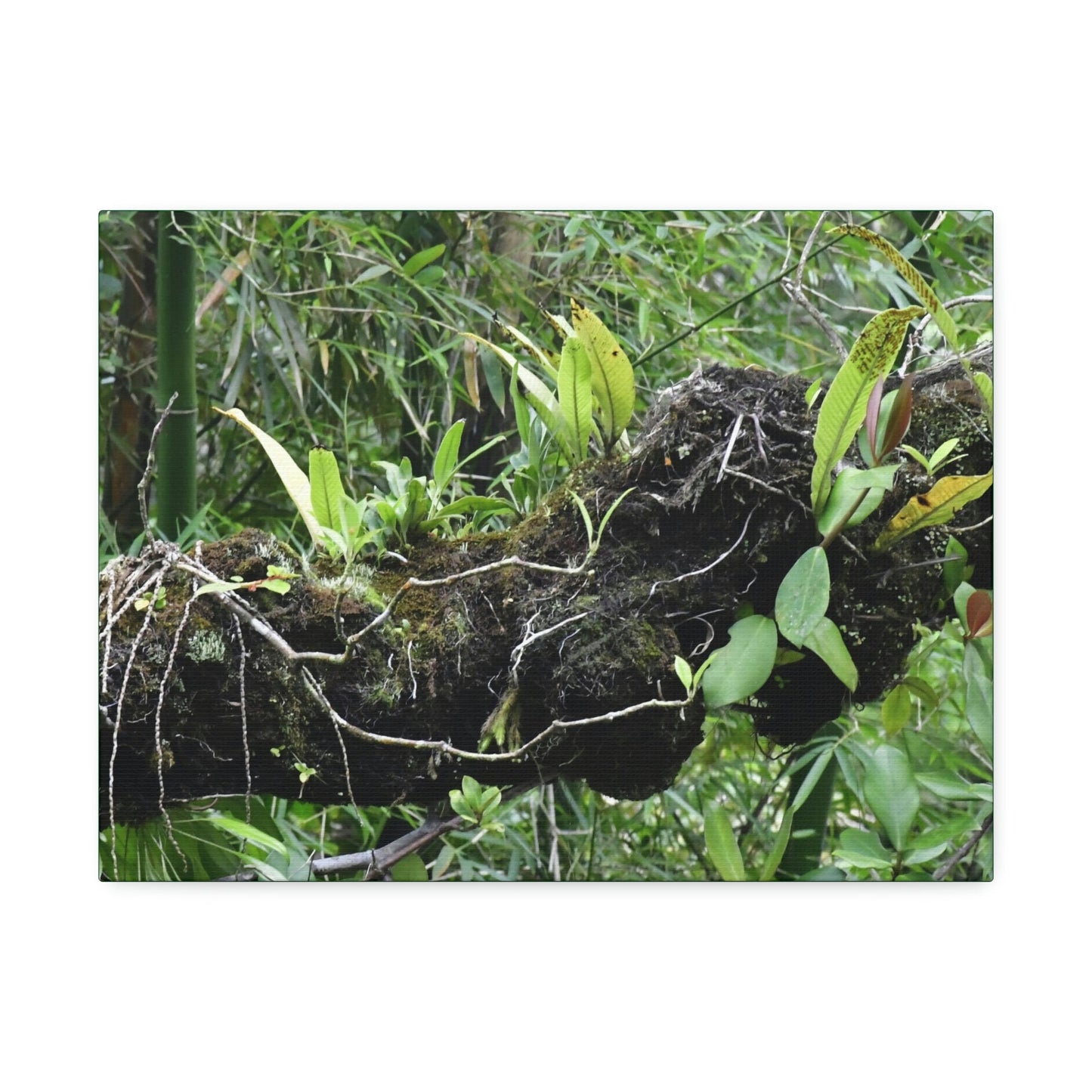 Canvas Stretched - Forest@Home - El Yunque - Recovering from Hurricane Maria - Fallen trunk is home to many plants - Green Forest Home