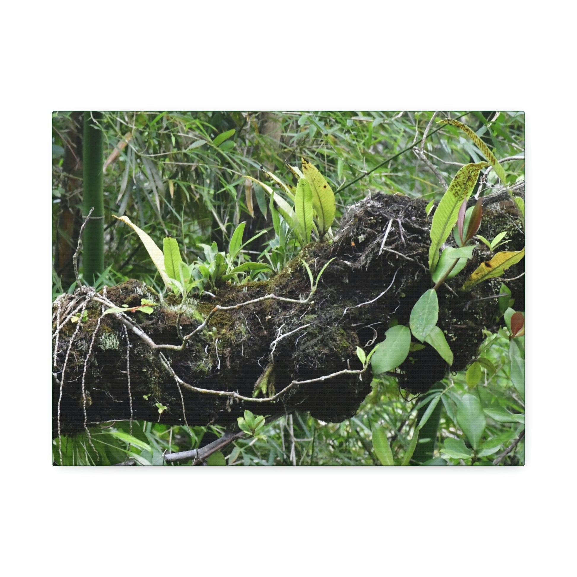 Canvas Stretched - Forest@Home - El Yunque - Recovering from Hurricane Maria - Fallen trunk is home to many plants - Green Forest Home