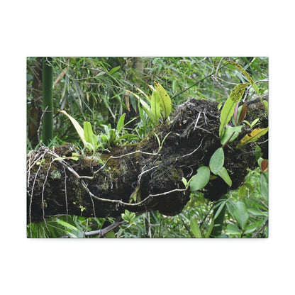 Canvas Stretched - Forest@Home - El Yunque - Recovering from Hurricane Maria - Fallen trunk is home to many plants - Green Forest Home