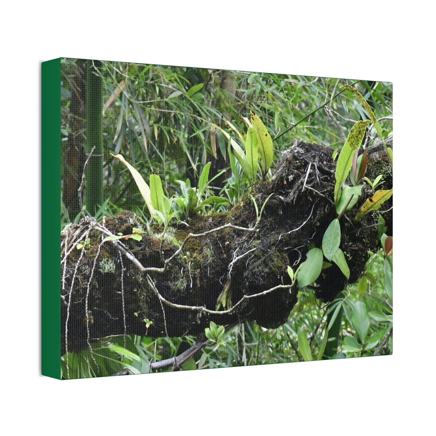Canvas Stretched - Forest@Home - El Yunque - Recovering from Hurricane Maria - Fallen trunk is home to many plants - Green Forest Home