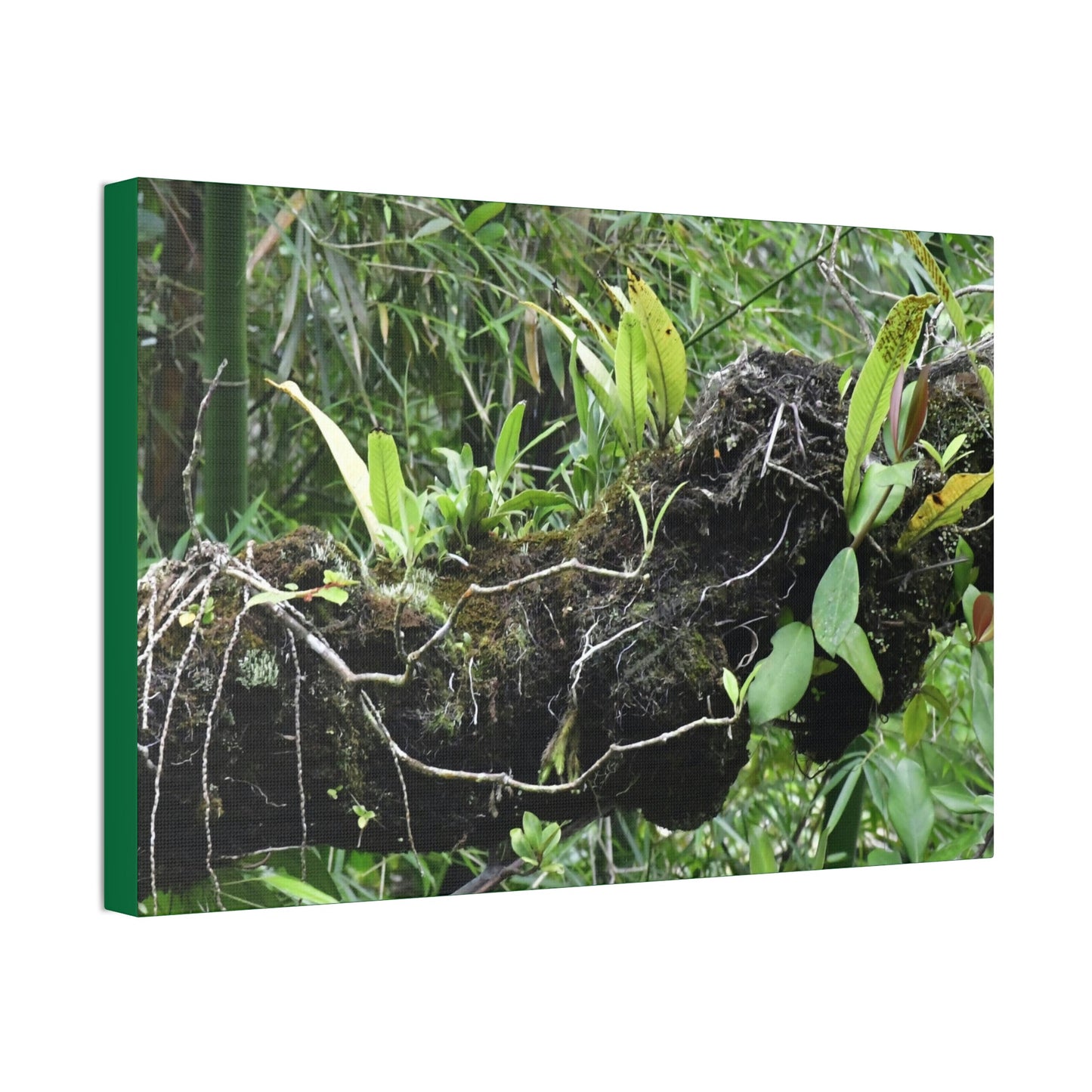 Canvas Stretched - Forest@Home - El Yunque - Recovering from Hurricane Maria - Fallen trunk is home to many plants - Green Forest Home