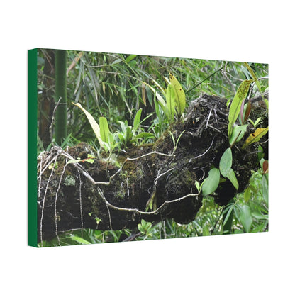 Canvas Stretched - Forest@Home - El Yunque - Recovering from Hurricane Maria - Fallen trunk is home to many plants - Green Forest Home