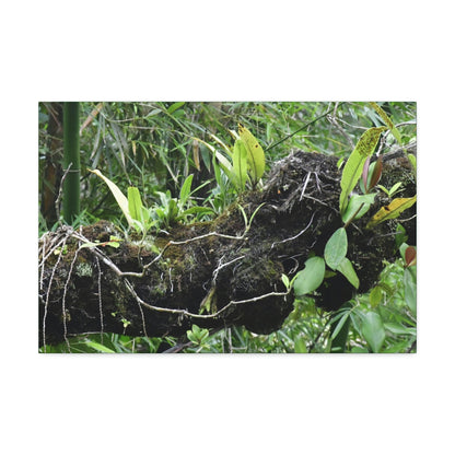 Canvas Stretched - Forest@Home - El Yunque - Recovering from Hurricane Maria - Fallen trunk is home to many plants - Green Forest Home