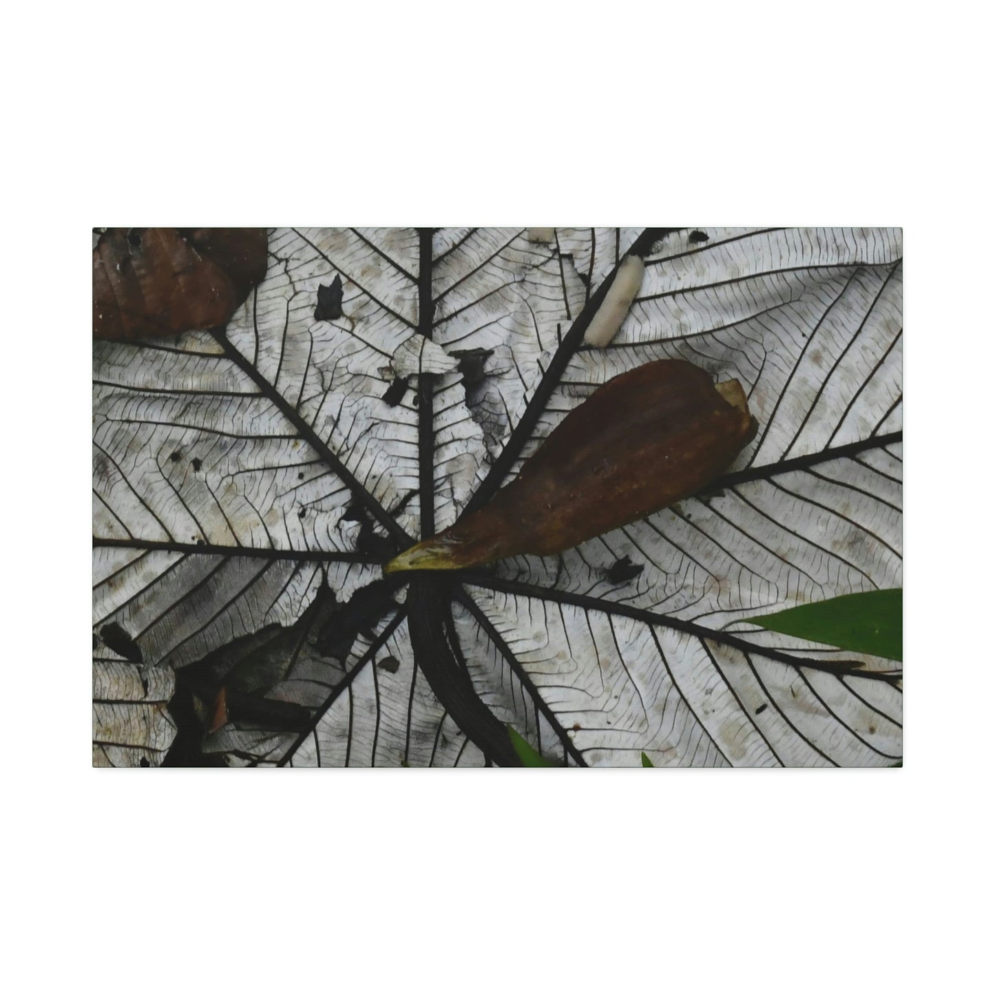Canvas Stretched - Forest@Home - El Yunque - Recovering from Hurricane Maria - Fallen Yagrumo leaf in and leaf cover - Tradwinds - Green Forest Home