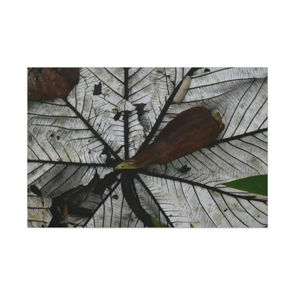 Canvas Stretched - Forest@Home - El Yunque - Recovering from Hurricane Maria - Fallen Yagrumo leaf in and leaf cover - Tradwinds - Green Forest Home