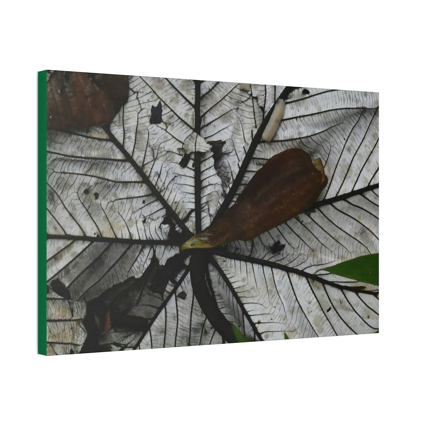 Canvas Stretched - Forest@Home - El Yunque - Recovering from Hurricane Maria - Fallen Yagrumo leaf in and leaf cover - Tradwinds - Green Forest Home
