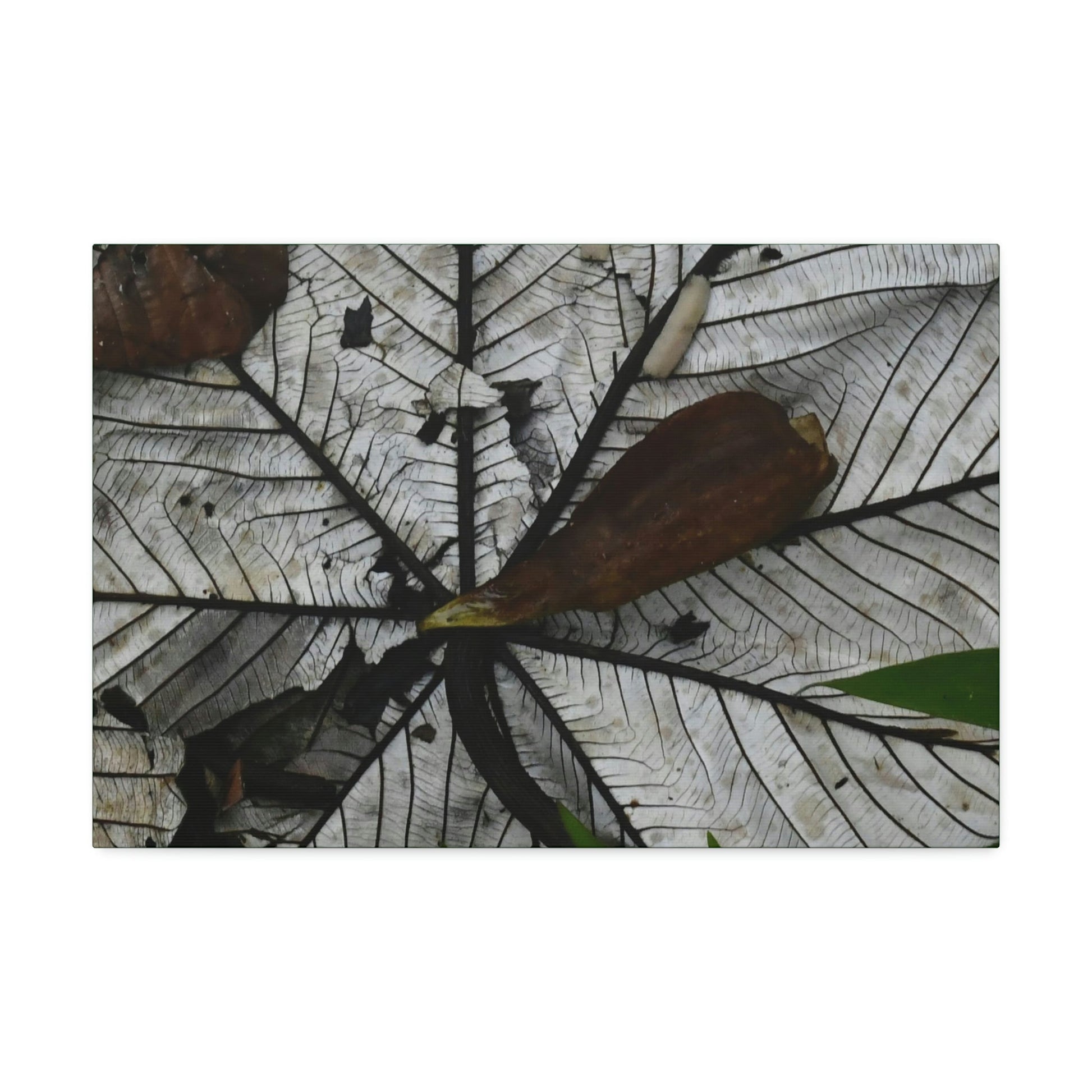 Canvas Stretched - Forest@Home - El Yunque - Recovering from Hurricane Maria - Fallen Yagrumo leaf in and leaf cover - Tradwinds - Green Forest Home