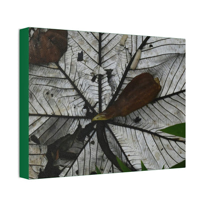 Canvas Stretched - Forest@Home - El Yunque - Recovering from Hurricane Maria - Fallen Yagrumo leaf in and leaf cover - Tradwinds - Green Forest Home