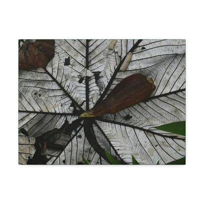 Canvas Stretched - Forest@Home - El Yunque - Recovering from Hurricane Maria - Fallen Yagrumo leaf in and leaf cover - Tradwinds - Green Forest Home