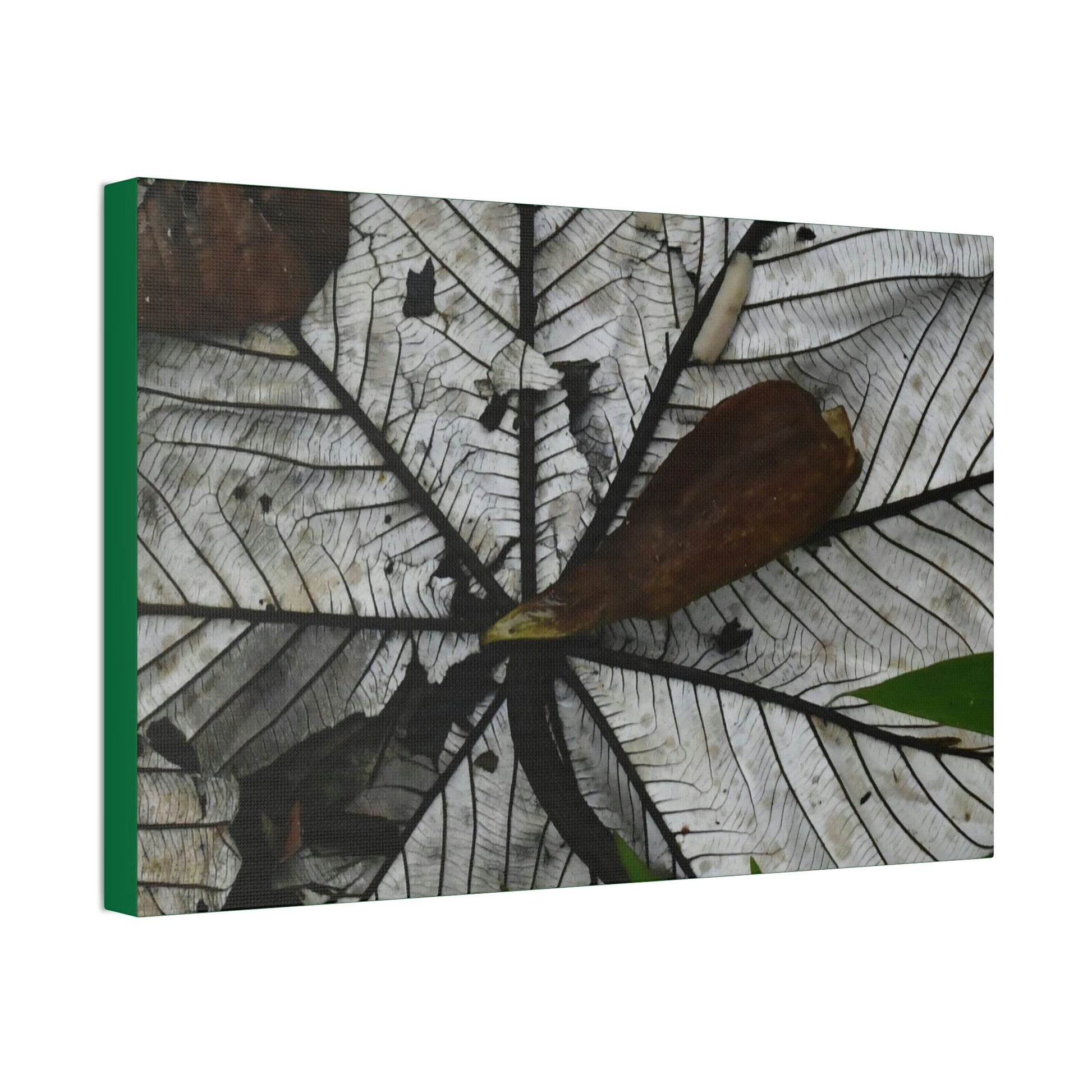 Canvas Stretched - Forest@Home - El Yunque - Recovering from Hurricane Maria - Fallen Yagrumo leaf in and leaf cover - Tradwinds - Green Forest Home