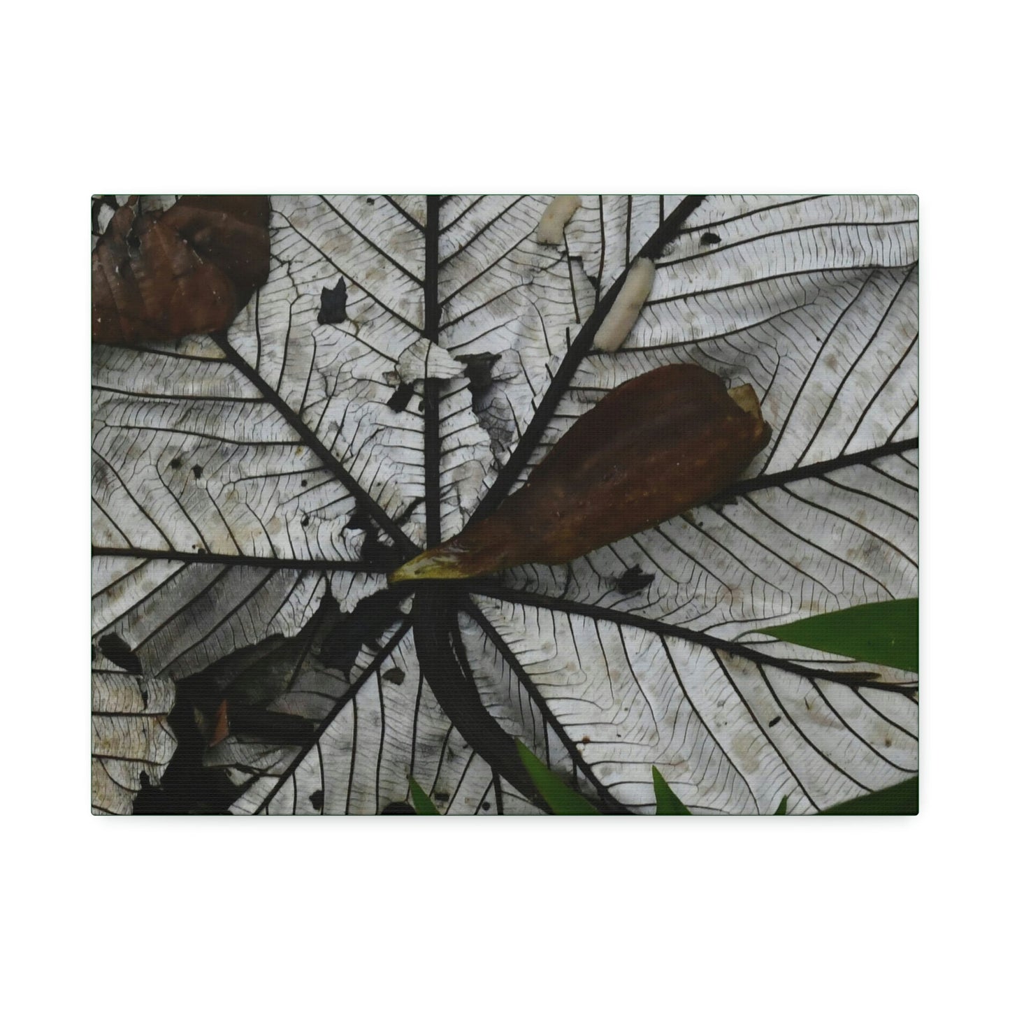 Canvas Stretched - Forest@Home - El Yunque - Recovering from Hurricane Maria - Fallen Yagrumo leaf in and leaf cover - Tradwinds - Green Forest Home